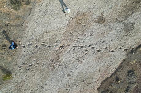 Dinosaur tracks
